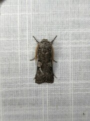 Cryptophasa irrorata