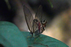 Haetera macleannania
