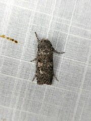 Cryptophasa irrorata