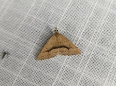 Dichromodes euscia