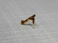 Caloptilia xanthopharella