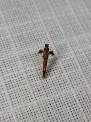 Caloptilia xanthopharella