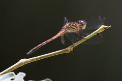 Cannaphila insularis