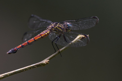 Cannaphila insularis