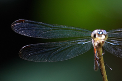 Cannaphila insularis