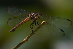 Cannaphila insularis