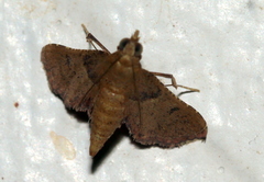 Endotricha ignealis