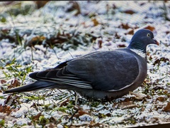 Columba palumbus palumbus