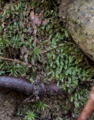 Fissidens crispus