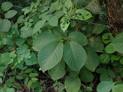 Handroanthus