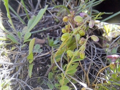 Polygala rhinostigma image