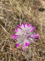 Ptilotus manglesii