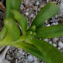 Cistanthe ambigua