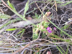 Polygala rhinostigma image