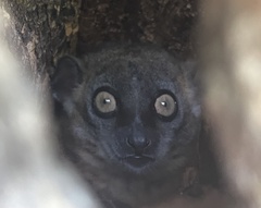 Lepilemur hubbardorum