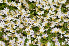 Scaevola hookeri
