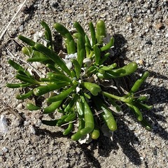 Cistanthe ambigua