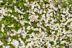 Scaevola hookeri
