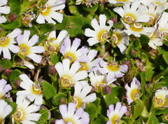Scaevola hookeri