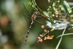 Synthemis eustalacta