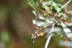 Synthemis eustalacta