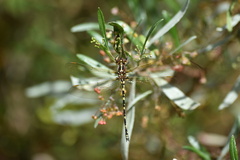 Synthemis eustalacta