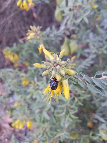 iNaturalist observation photo of Harlequin Bug