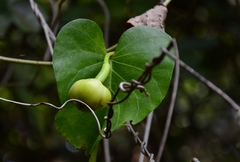 Ipomoea violacea