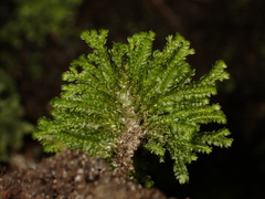 Hypopterygiaceae