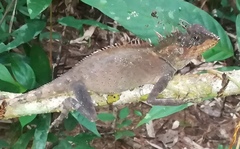 Acanthosaura phuketensis