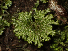 Hypopterygiaceae