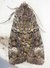 Anaplectoides prasina