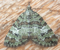 Hydriomena speciosata