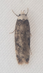 Endrosis sarcitrella