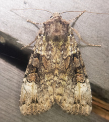 Anaplectoides prasina