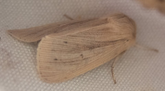 Mythimna oxygala