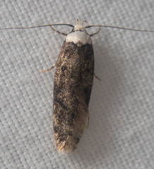 Endrosis sarcitrella