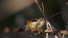 Spathosternum prasiniferum