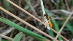 Sphaerophoria macrogaster