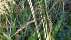 Atractomorpha similis