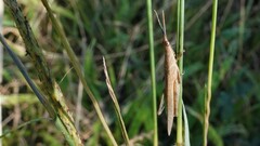 Atractomorpha similis