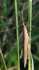 Atractomorpha similis