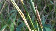 Atractomorpha similis