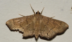 Omiodes basalticalis