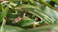 Spathosternum prasiniferum