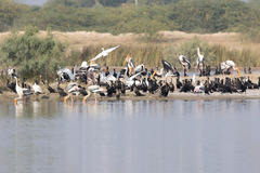 Mycteria leucocephala