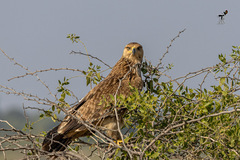 Aquila heliaca