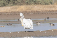 Pelecanus crispus