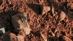Camponotus sericeus