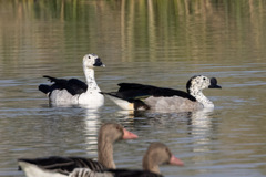 Sarkidiornis melanotos